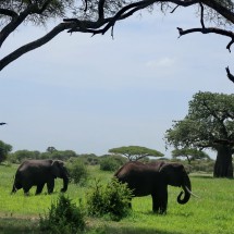 Elephants with boabab tree